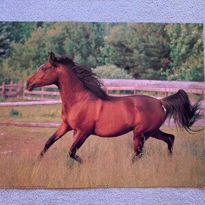 Running Arabian Mare Horse Wild Animal Art Print Poster (16x20)